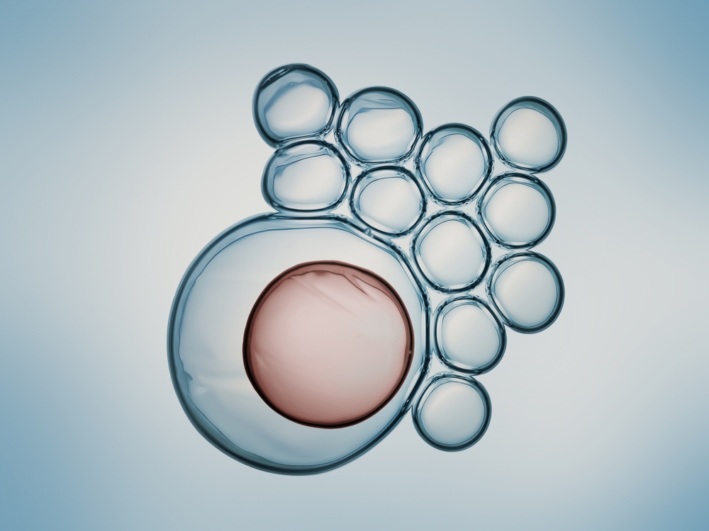 What are Adult Stem Cells?